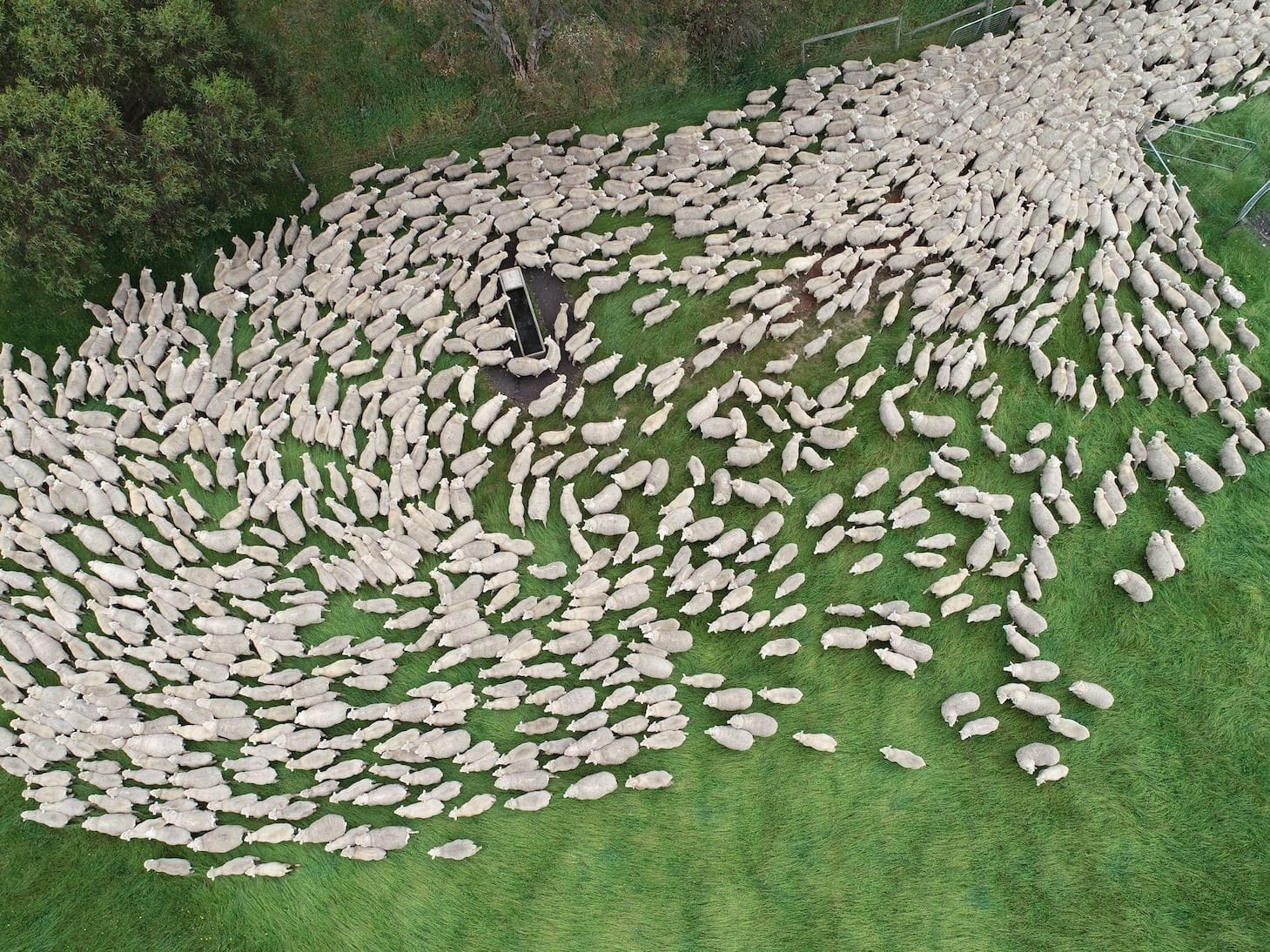 Sheep on the farm in Australi, drone image