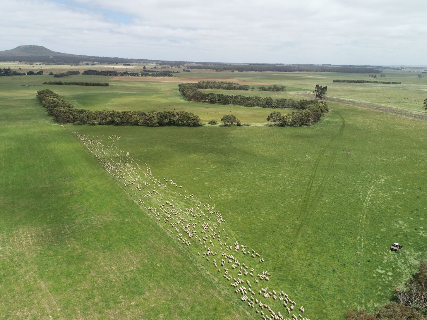 Australian lamb on farm, drone image