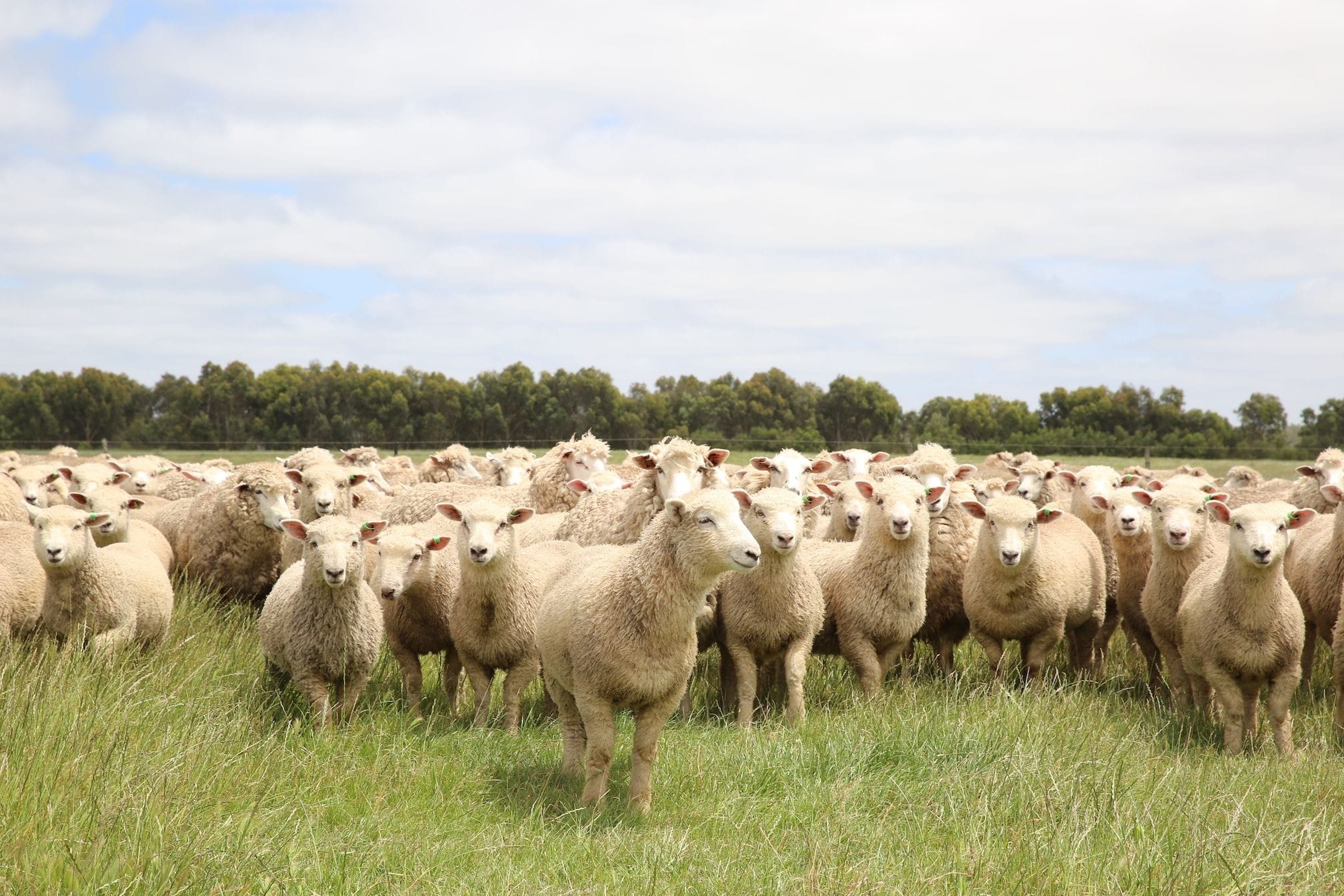 Flock of sheep, Australia